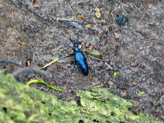 Dark blue oil beetle on forest floor. Poisonous but fascinating. Copy space. Space for texts and...