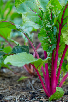 Close-up of red rainbow chard - swiss chard - in garden vegetable patch.