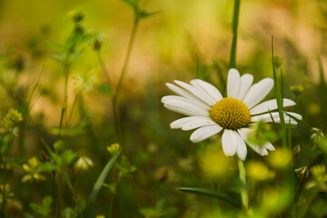 A single daisy glows in soft sunlight, surrounded by a dreamy blur of green and yellow wildflowers,...