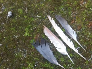 Some chicken feathers were on the damp, mossy ground.