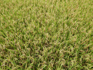 background with paddy rice field that is starting to turn yellow and ready to harvest