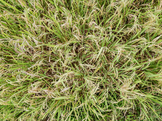 background with paddy rice field that is starting to turn yellow and ready to harvest