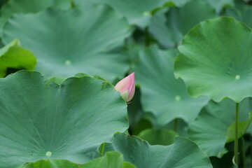 lotus in the garden