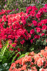 Azaleas bud flower. Rhododendron plant in garden. Floral background. Pink red bush