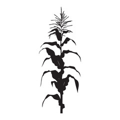 Corn cob clipart design illustration, Black and white corn plant growing in the field vector illustration