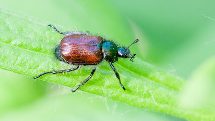 bug on a leaf