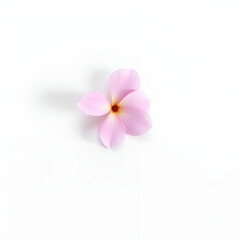 Obraz premium Pink flower dahlia on a white background isolated with clipping path. Closeup. for design. Dahlia.
