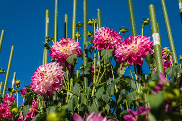 支柱に支えられたピンクと白のダリアの花壇