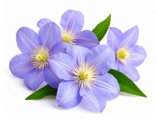 blue flowers isolated on white