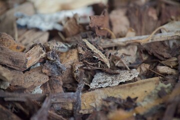 Striped Stream Frog Camouflaged in Leaf Litter