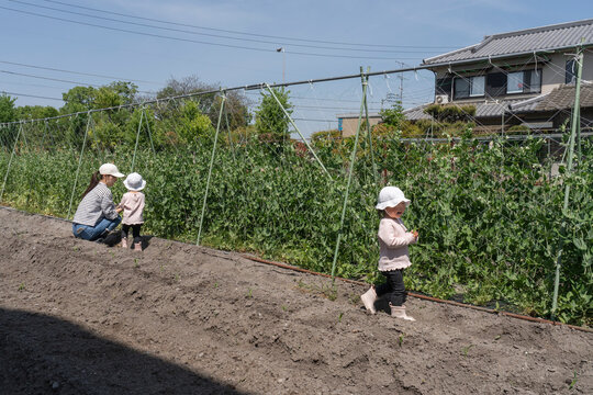 畑作業をする親子
