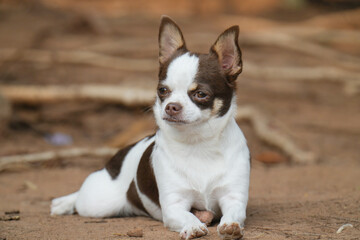 portrait of a Chihuahua small dog