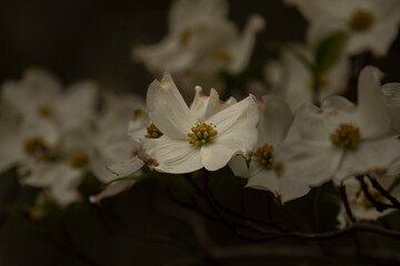 Obraz premium Dogwood flowers blooming in the spring