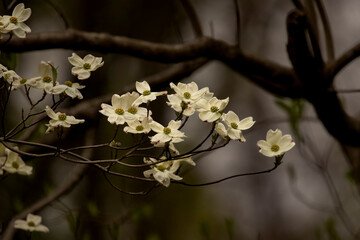 Dogwood flowers blooming in the spring
