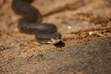 Black Rat Snake pauses on its way across the road