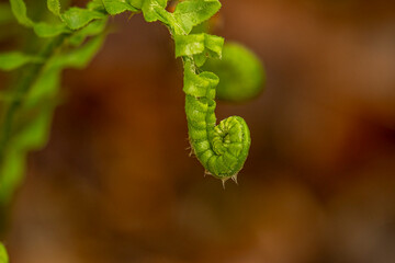 Naklejka premium Fiddlehead of a fern grows along the trail in the woods of New Jersey