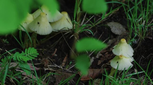 A group of small fragile dapperling mushrooms in the grass with natural ground and green leaves in the foreground