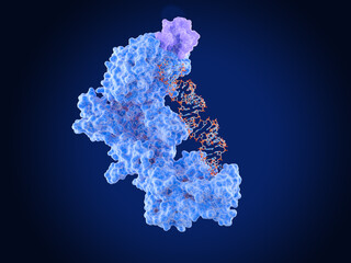 The dicer enzyme (blue) in complex with TRBP (violet) and precursor-microRNA (red). Dicer processes pre-microRNA to microRNA