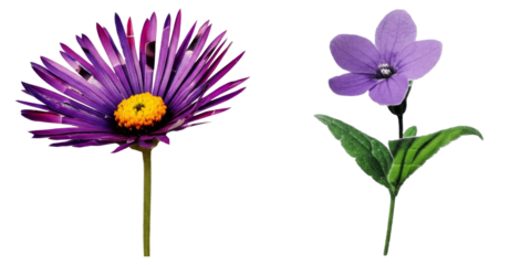 PNG Two vibrant purple flowers stand side-by-side on a transparent canvas.
