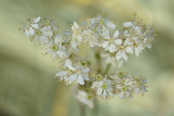 filipendula vulgaris