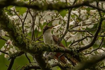 Yellow-billed Cuckoo perched in a Dogwood Tree along the Old Mine Road in the Delaware Water Gap National Recreation Area
