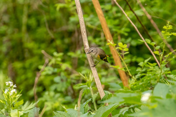 Female American Redstart perched on a plant stem along the Old Mine Road in the Delaware Water Gap...