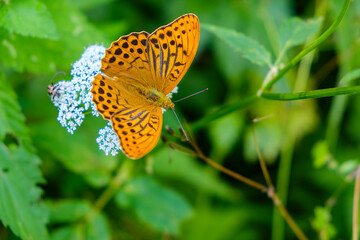 Schmetterling Kaisermantel, Argynnis paphia