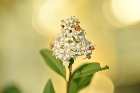 ligustrum vulgare