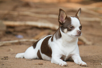 portrait of a Chihuahua small dog