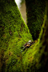 Tree moss