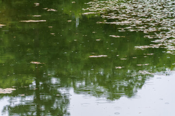 雨に揺れる池面の水紋と緑の映り込み