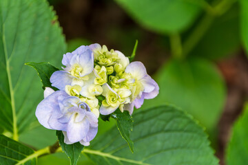 緑葉に囲まれた淡紫と黄緑の八重咲き紫陽花