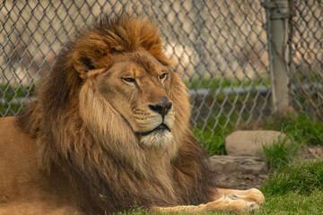 Male Lion at Space Farms in New Jersey