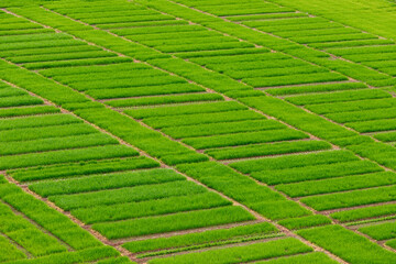 rows of green agriculture farming growth field. top view