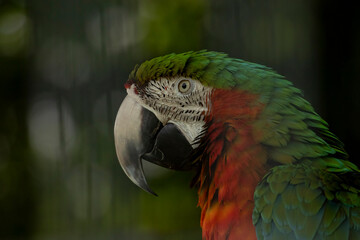 Parrot at Space Farms New Jersey