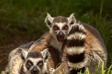 Lemurs at Space Farms New Jersey