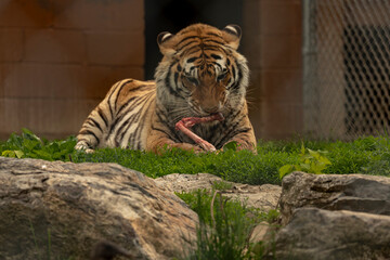 Bengal Tiger eating his meal at Space Farms New Jersey