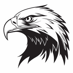 Obraz premium american bald eagle