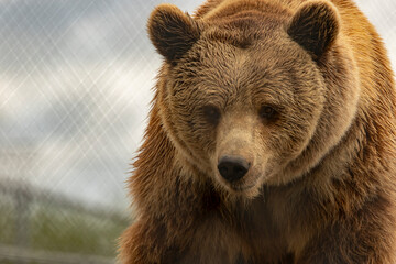 Kodiak Bear at Space Farms New Jersey