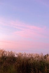 Pampas field at sunset, Parque do Vale de São Paio, Portugal