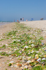 Shells and green algae on the wet sand of the beach, Ria Formosa Natural Park, Algarve