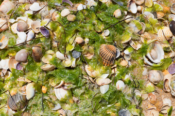 Shells and green algae on the wet sand of the beach, Ria Formosa Natural Park, Algarve