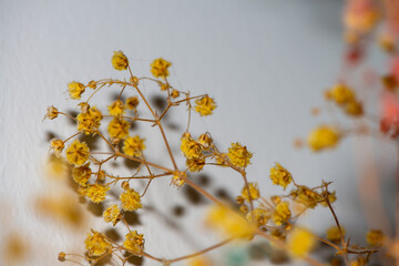 Macro Photo of Coral Bells Flowers as Background Wallpaper