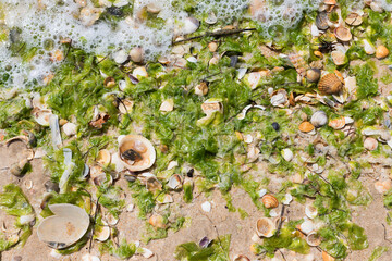 Shells and green algae on the wet sand of the beach, Ria Formosa Natural Park, Algarve