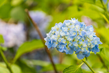 緑に映える淡い青色の紫陽花クローズアップ