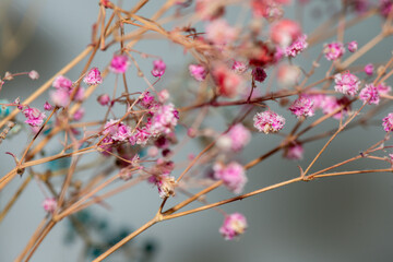 Macro Photo of Coral Bells Flowers as Background Wallpaper
