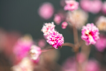 Fototapeta premium Macro Photo of Coral Bells Flowers as Background Wallpaper