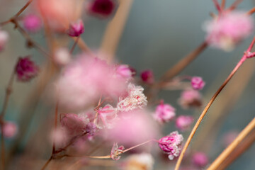 Macro Photo of Coral Bells Flowers as Background Wallpaper