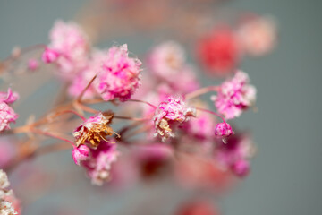 Macro Photo of Coral Bells Flowers as Background Wallpaper