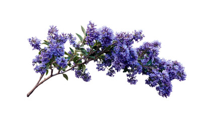 Vibrant Purple Ceanothus Branch with Delicate Blossoms Isolated on Black